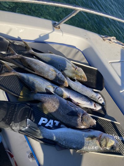 ΕΚΔΡΟΜΕΣ ΜΕ ΨΑΡΕΜΑ